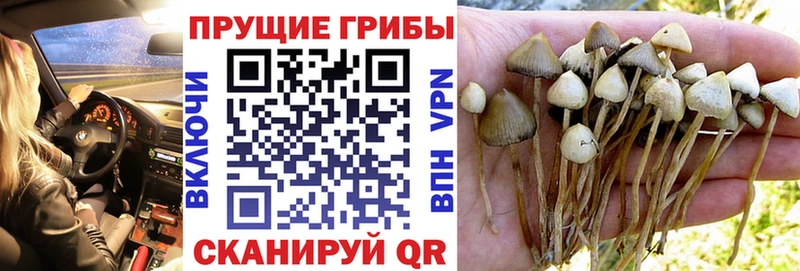 Псилоцибиновые грибы мицелий  KRAKEN ссылки  Олонец 